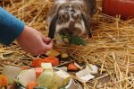 Tiere zu Besuch